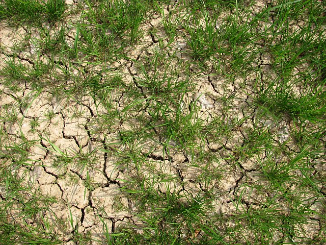 Okresowa susza w zbożach – problem możliwy również w Polsce