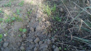 chwasty jednoliścienne w rzepaku - na jakie możemy trafić