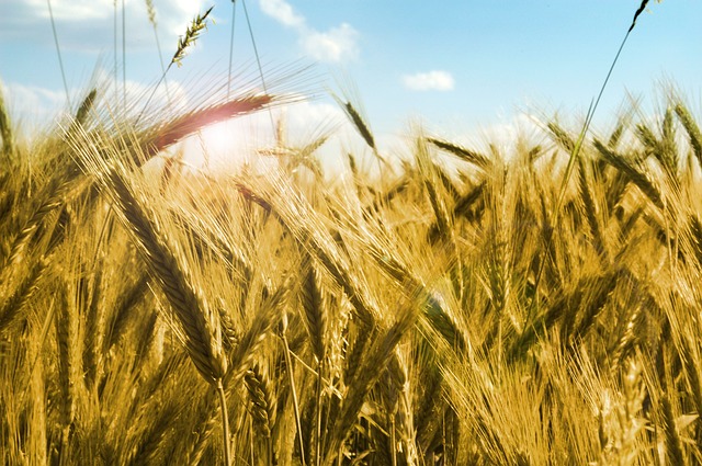 Zmianowanie z dużym udziałem pszenicy – czy znasz zagrożenia?