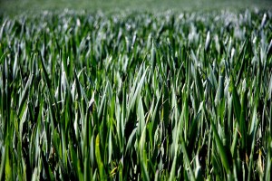 zwiększenie plony pszenicy moze nastąpić w 7 prostych krokach