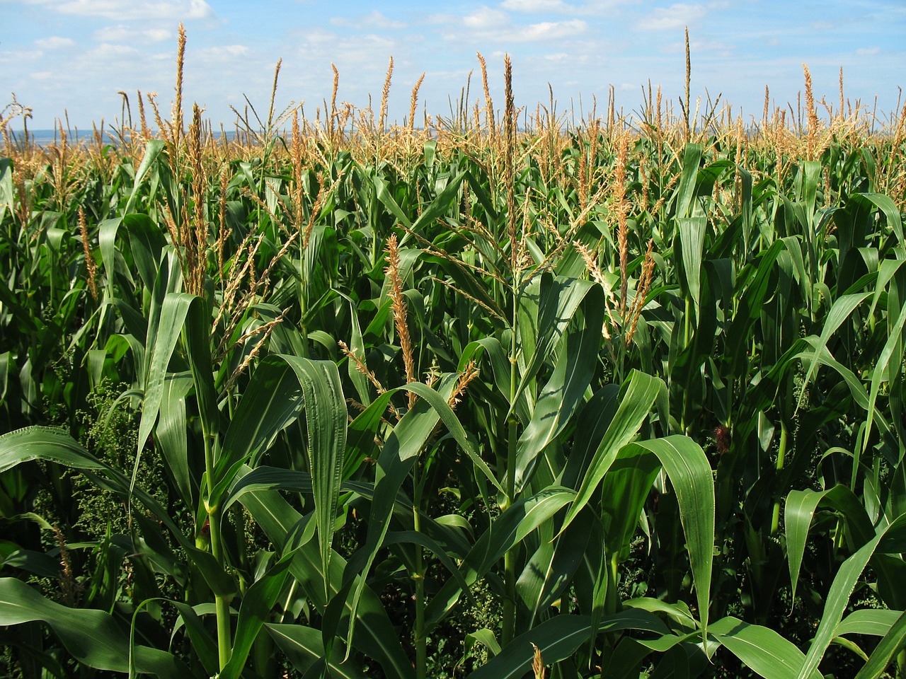 Nawożenie kukurydzy na ziarno – 5 zasad które musisz zapamiętać