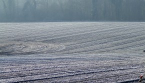 zima może mieć duży wpływ na plonowanie pszenicy i rzepaku