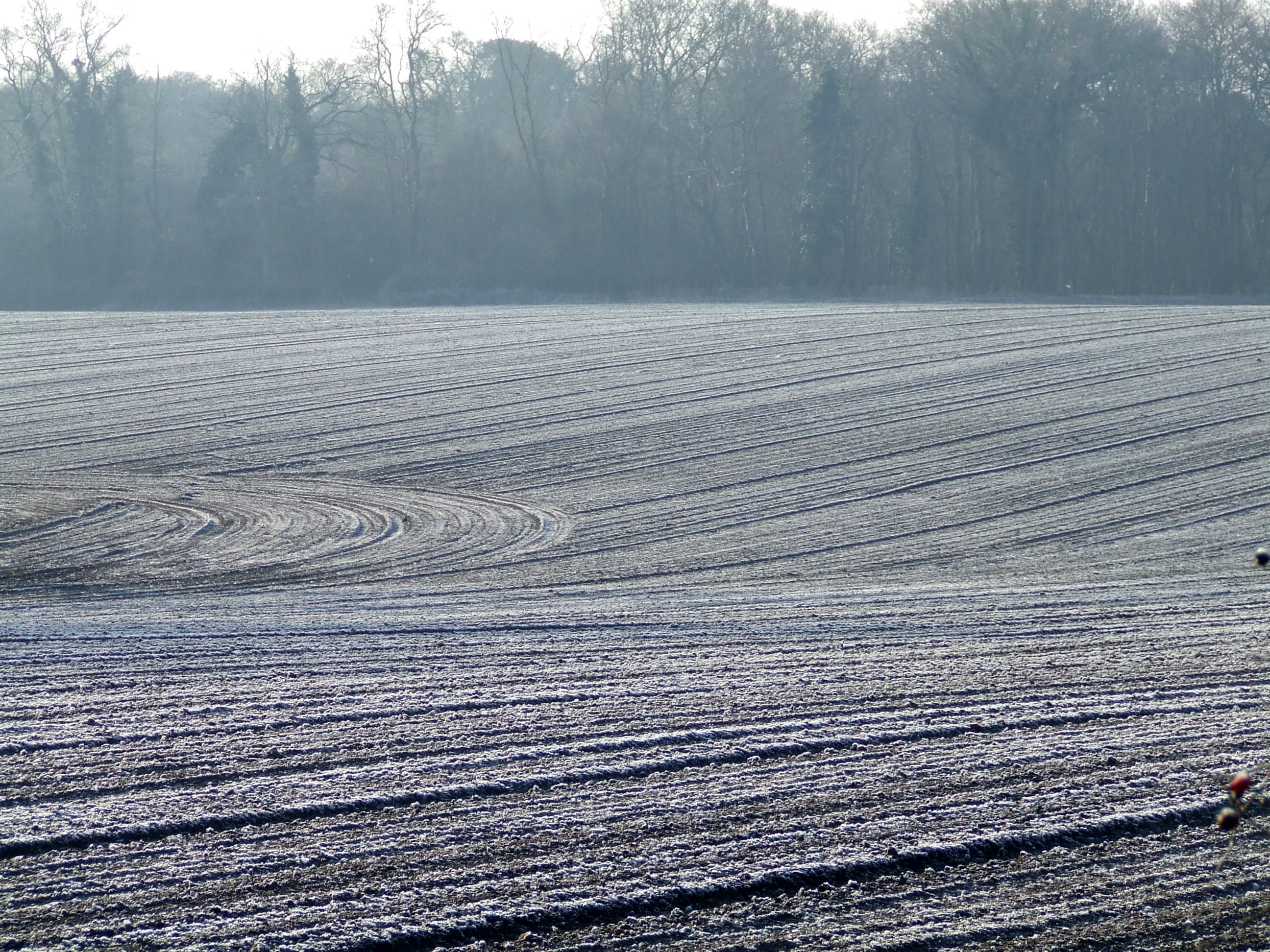 Wpływ zimy na plonowanie rzepaku i pszenicy? Fakty i mity!