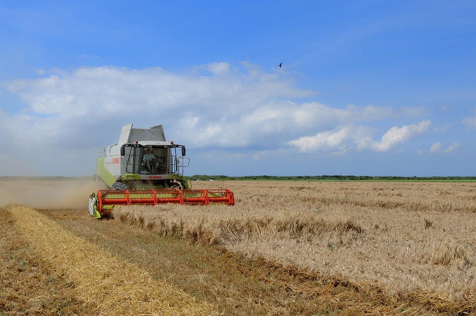 Rynek zbóż w 2015 roku – podsumowanie i analiza
