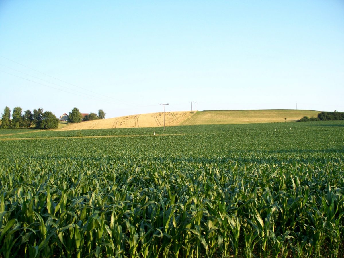 Uprawa kukurydzy – 5 rzeczy, które musisz wiedzieć