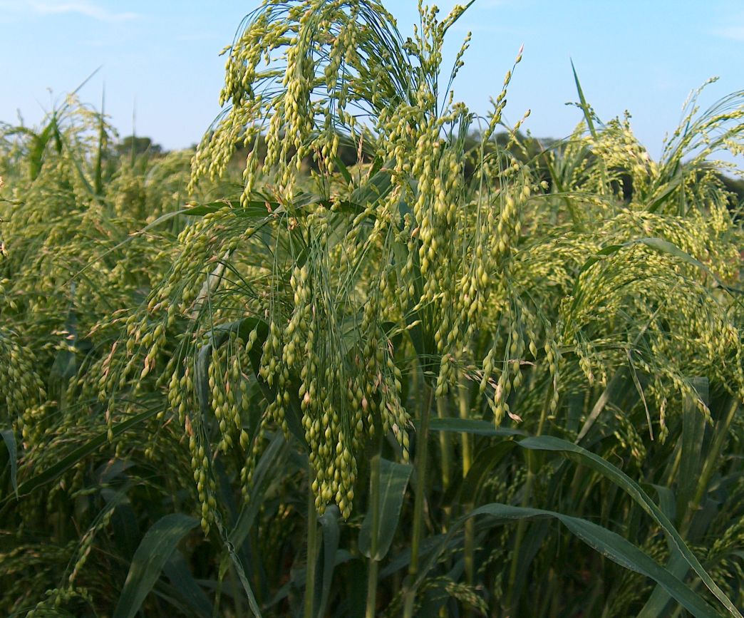 Ochrona herbicydowa zbóż – 4 najważniejsze pytania i odpowiedzi
