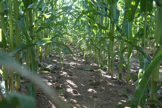 Jak prawidłowa ochrona roślin wpływa na wzrost kukurydzy?