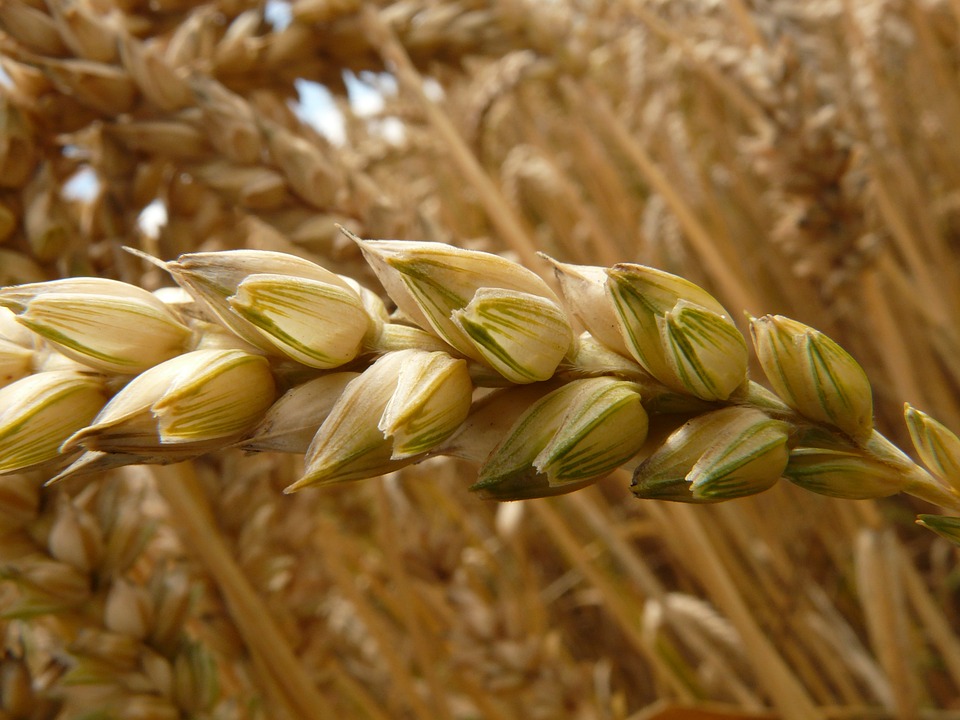 Fuzarioza liści i kłosa – Jaki ma wpływ na zbiory zbóż?