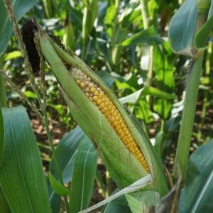 fungicydy w uprawie kukurydzy