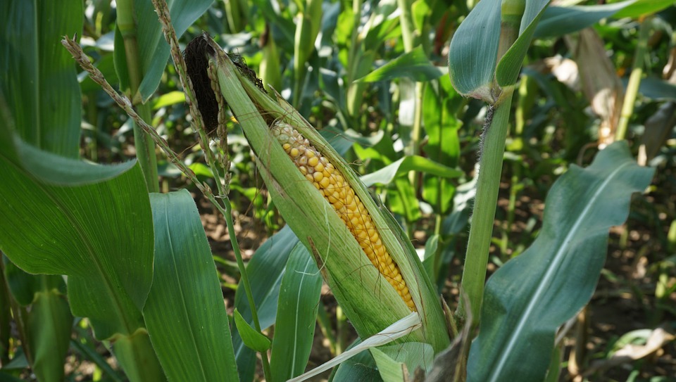 Insektycydy i fungicydy w uprawie kukurydzy – wiemy jak je efektywnie stosować
