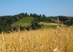 Chwasty dwuliścienne w zbożach
