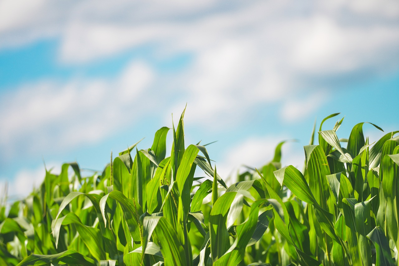 Choroby kukurydzy. Co najbardziej zagraża uprawie wiosną?