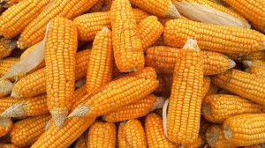 choroby kukurydzy