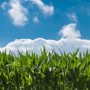 rozwój kukurydzy