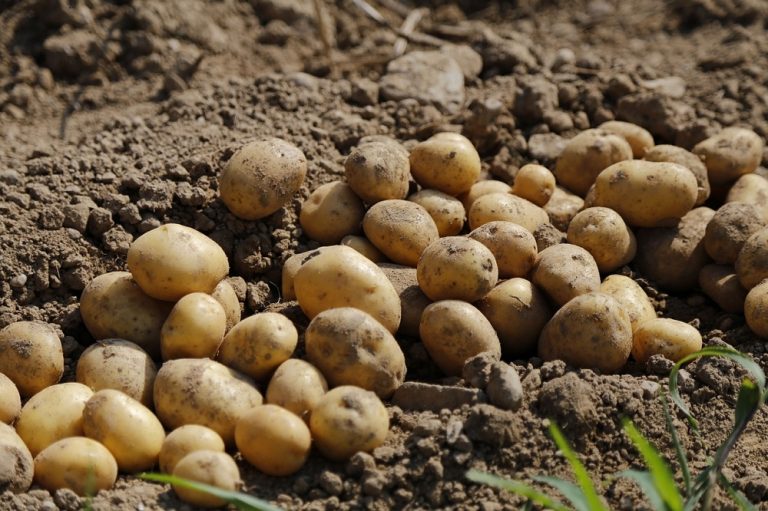 Ziemniak w Polsce. Nowe odmiany ziemniaków: Bojar i Stokrotka