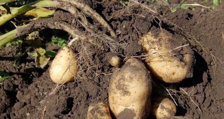 Uprawa ziemniaka krok po kroku