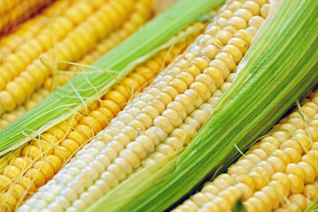 bezorkowa uprawa kukurydzy