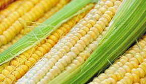 bezorkowa uprawa kukurydzy
