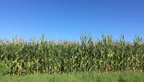 nawożenie kukurydzy