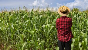 Błędy w uprawie kukurydzy