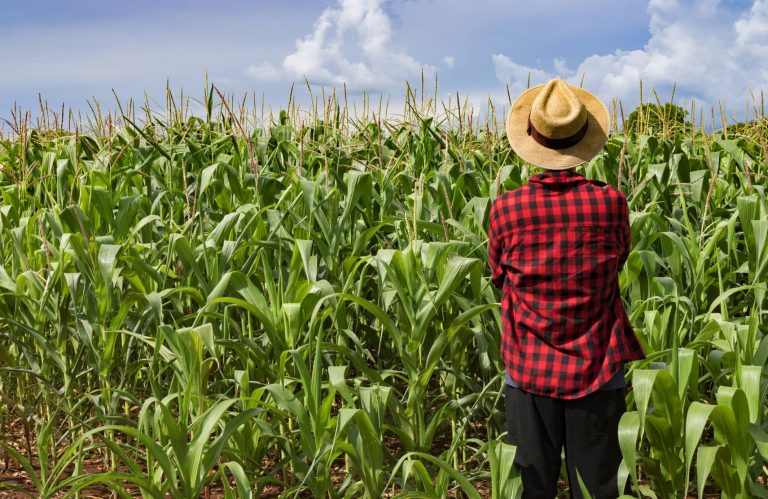 Błędy w uprawie kukurydzy. Wiemy, jak ich uniknąć!