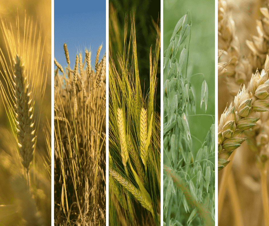 Rodzaje zbóż. Podział i charakterystyka
