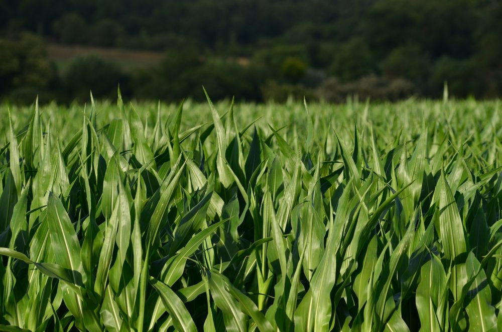 Zachodnia kukurydziana stonka korzeniowa i jej zwalczanie