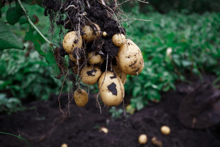 Alternarioza ziemniaka. Jak skutecznie ochronić plantację?