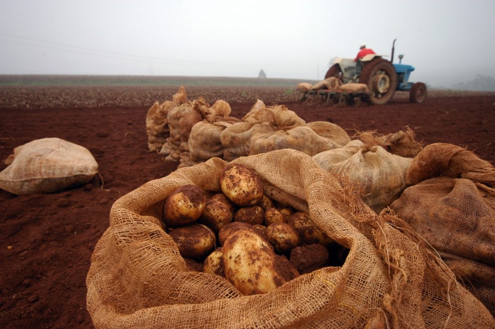 Zbiory ziemniaków rozpocznij od skutecznej desykacji naci ziemniaczanej