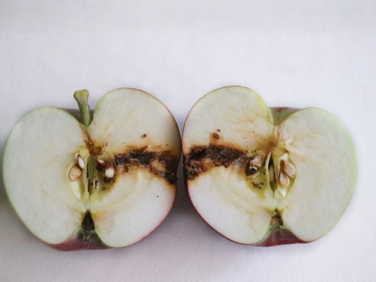 Owocówka jabłkóweczka – objawy, kiedy pryskać i skuteczne zwalczanie