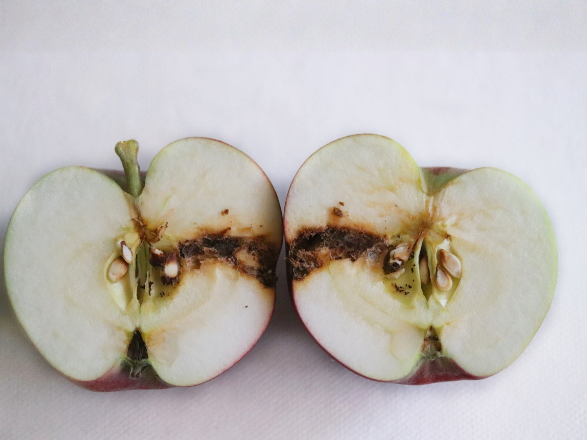 Owocówka jabłkóweczka – objawy, kiedy pryskać i skuteczne zwalczanie