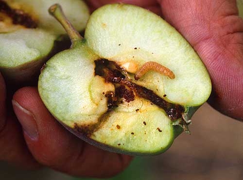 Owocówka jabłkóweczka – poradź sobie raz, a dobrze!