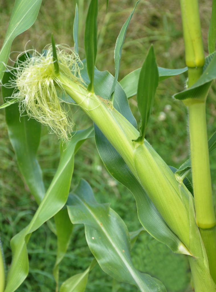 nierówny wzrost kukurydzy