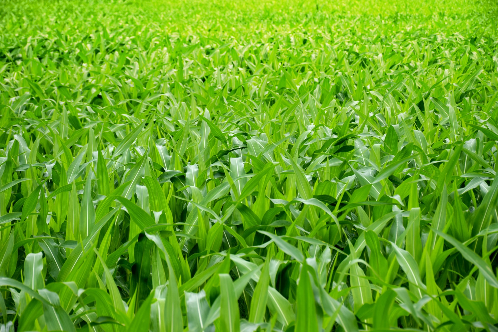 Nierówny wzrost kukurydzy? Wiemy jak temu zapobiec!
