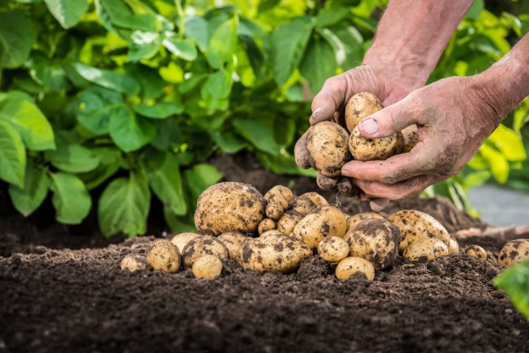 Choroby przechowalnicze ziemniaka – charakterystyka