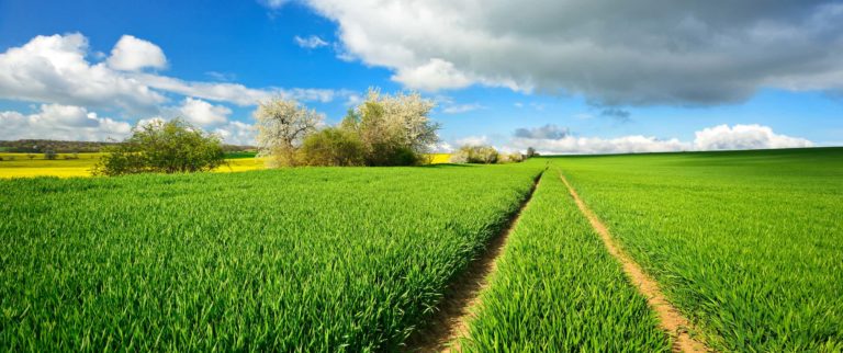 Wiosenne nawożenie dolistne zbóż. Dlaczego jest takie ważne?