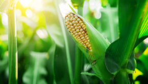 zasiewy kukurydzy