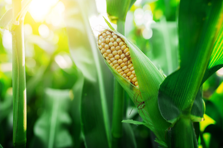 Zasiewy kukurydzy, a eliminacja późno wschodzących chwastów