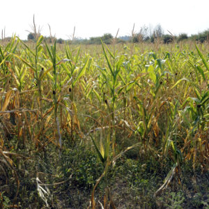 susza-rolnicza-na-polu-kukurydzy