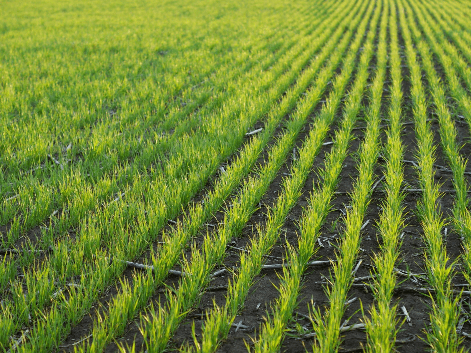 Regulacja wzrostu u zbóż ozimych. Dlaczego warto o niej pomyśleć?