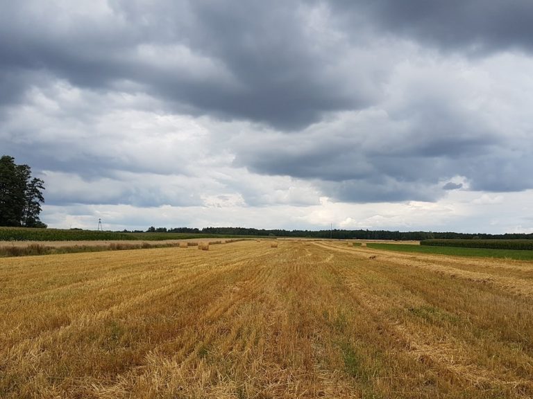 Jak tegoroczna susza rolnicza odbije się na zbiorach zbóż?