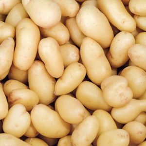 ziemniaki-w-uprawie