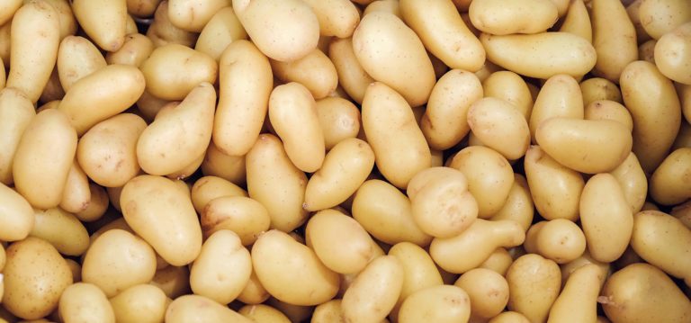 Popularne szkodniki w uprawie ziemniaka