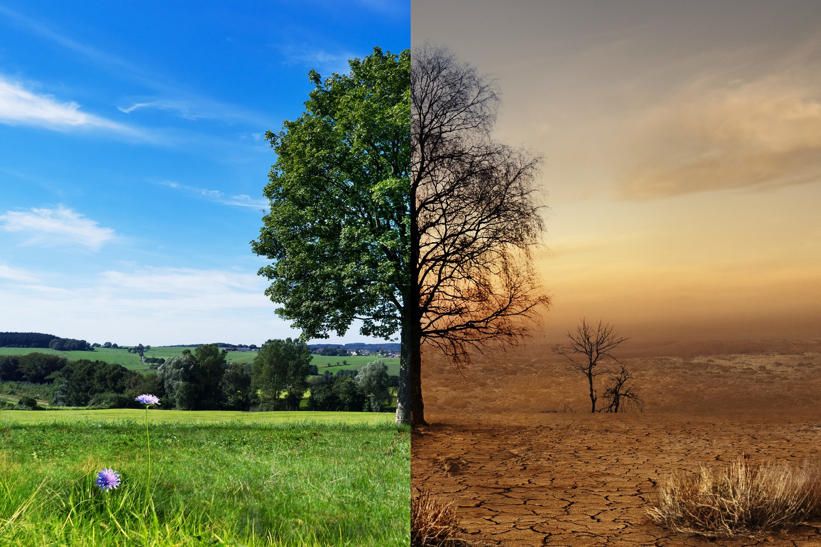 Zmiany klimatu – w jaki sposób przystosować gospodarstwo