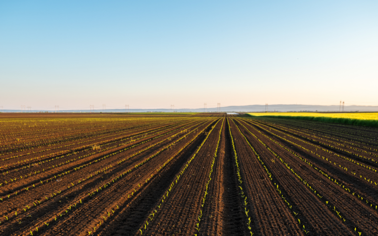 Przygotowanie pola pod siew kukurydzy. O czym należy pamiętać?