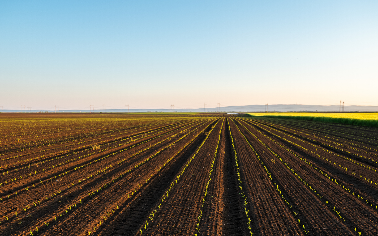 Przygotowanie pola pod siew kukurydzy. O czym należy pamiętać?