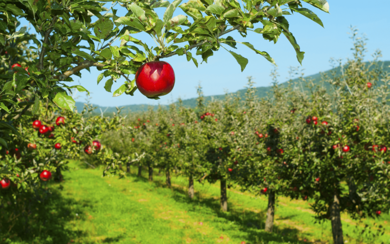 Mączniak prawdziwy jabłoni – rozpoznawanie i zwalczanie