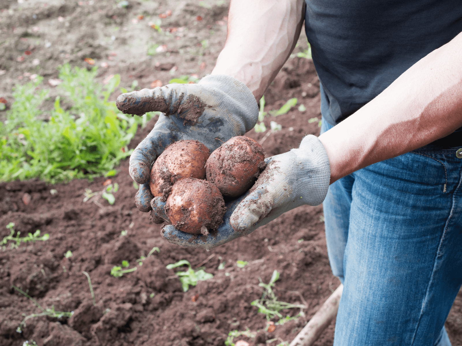 Parch zwykły ziemniaka. Czy wiesz jak chronić swoją plantację?