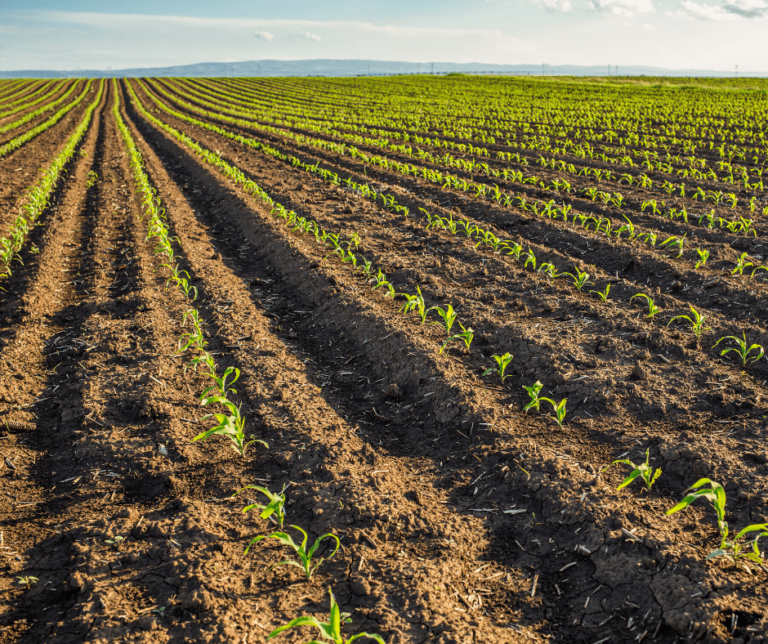 Dlaczego nawożenie kukurydzy cynkiem jest konieczne?