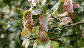 miodowka jabloniowa uszkodzenia liści
